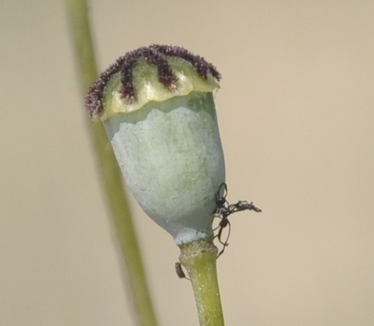Image of Papaver lecoqii specimen.