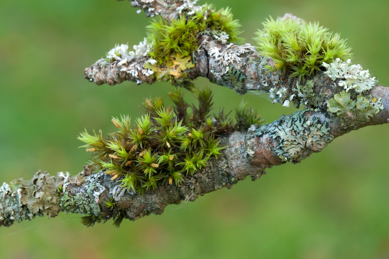 Image of Lewinskya speciosa specimen.