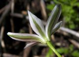 Ornithogalum kochii