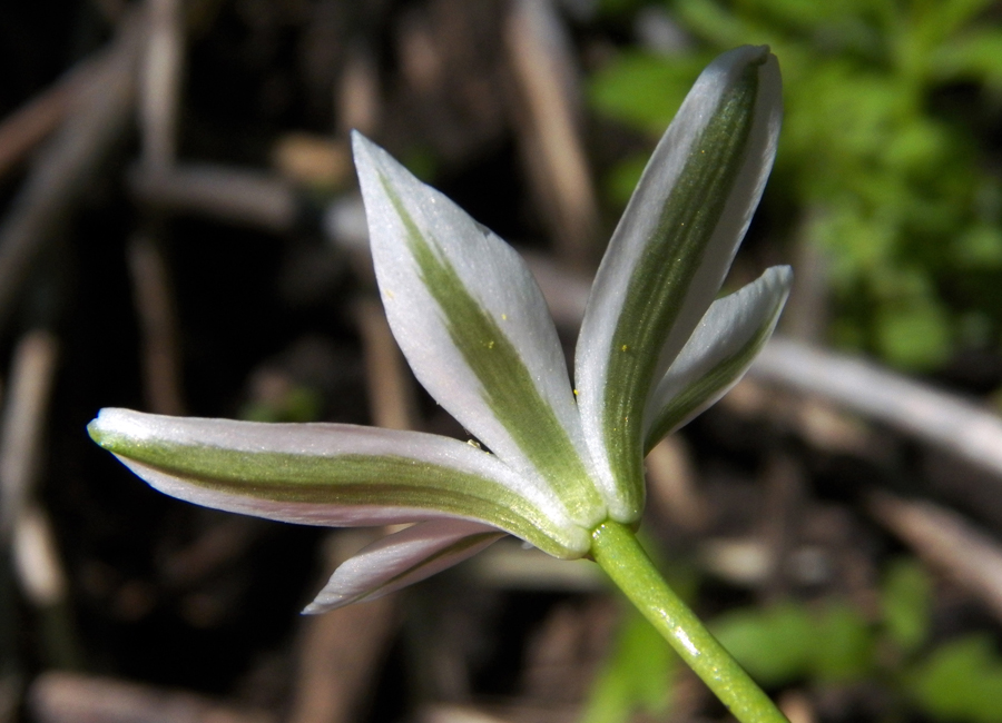 Image of Ornithogalum kochii specimen.