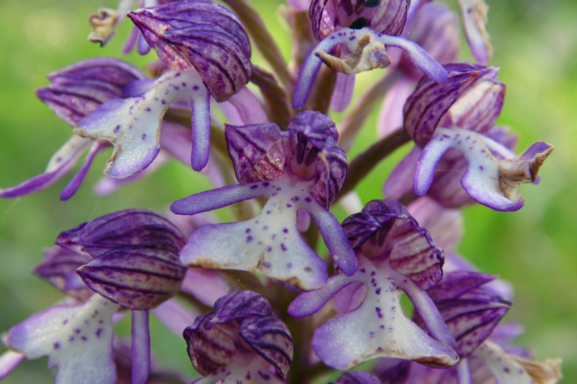 Image of Orchis purpurea ssp. caucasica specimen.