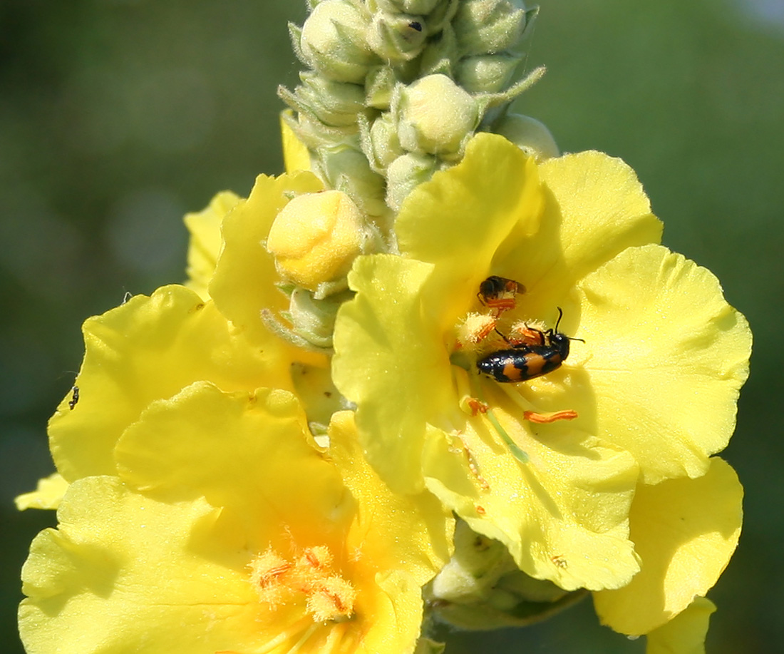 Изображение особи Verbascum phlomoides.