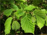 Corylus avellana