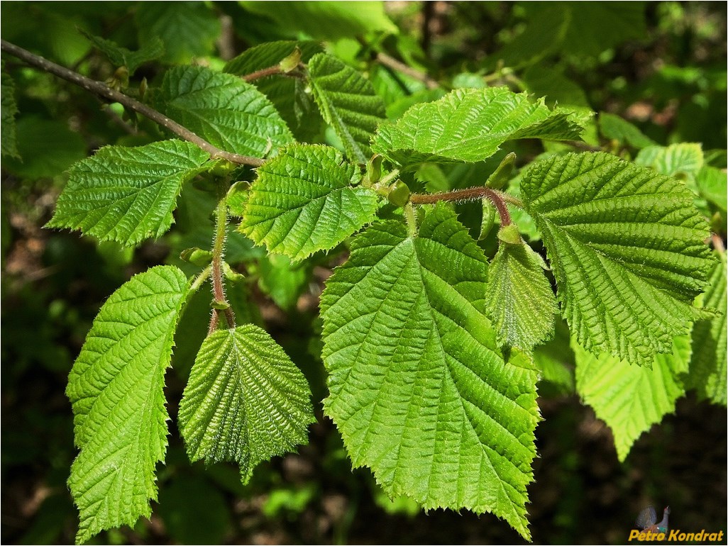 Image of Corylus avellana specimen.