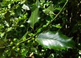 Ilex aquifolium. Часть веточки с незрелыми плодами. Нидерланды, провинция Лимбург гора Валсенберг, лиственный лес. Июль.