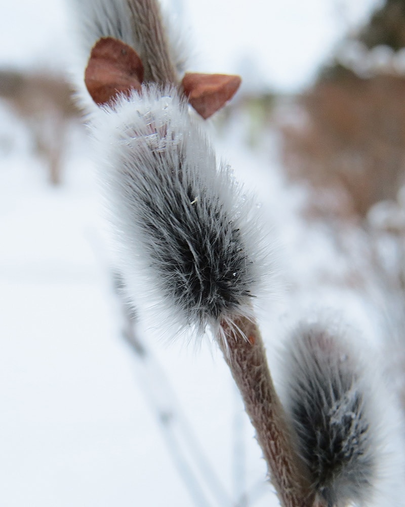 Изображение особи Salix gracilistyla.