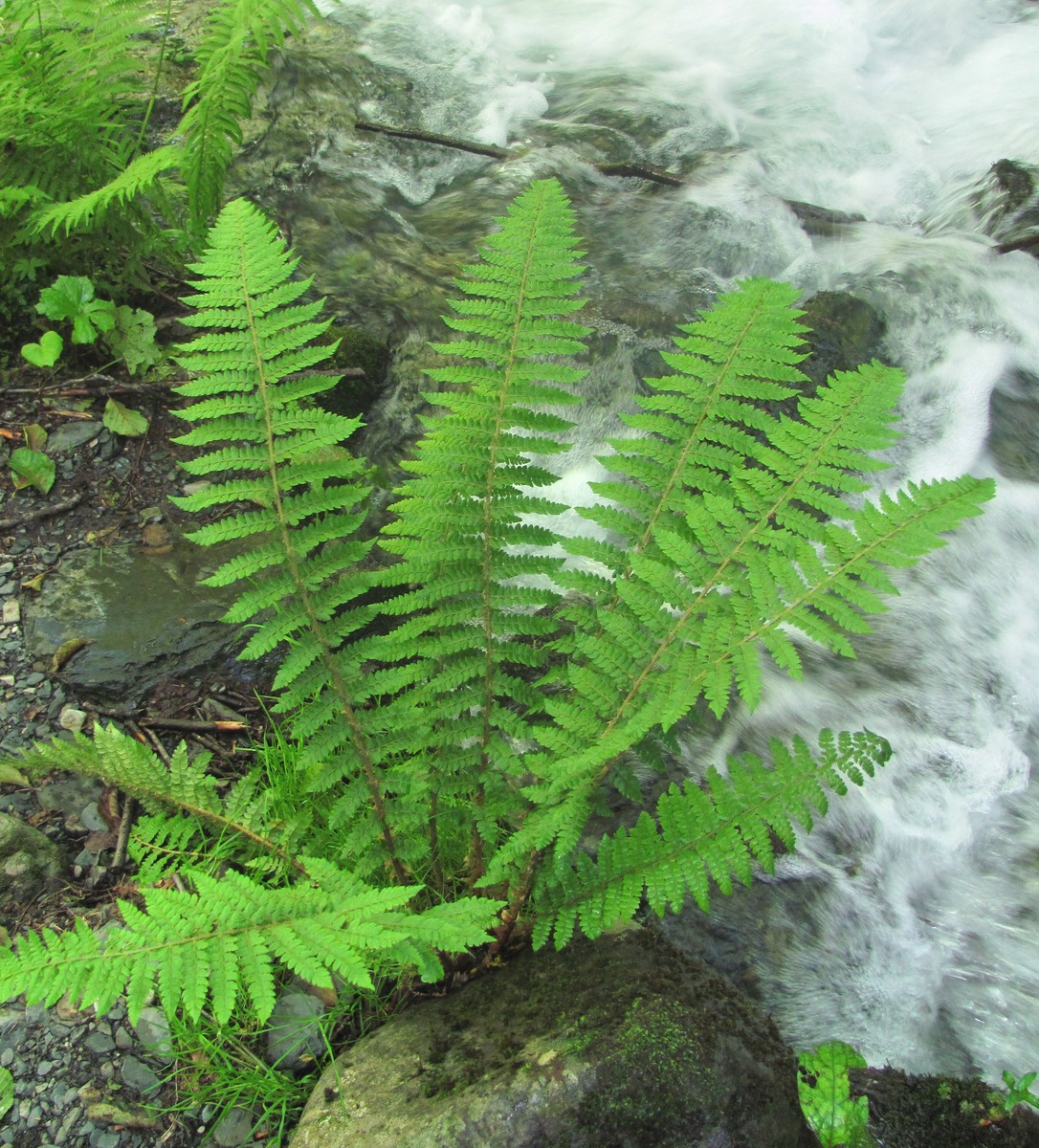 Image of Polystichum setiferum specimen.
