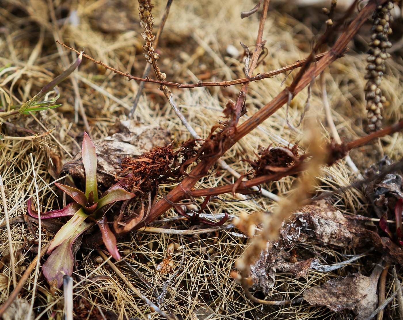 Изображение особи Plantago major.