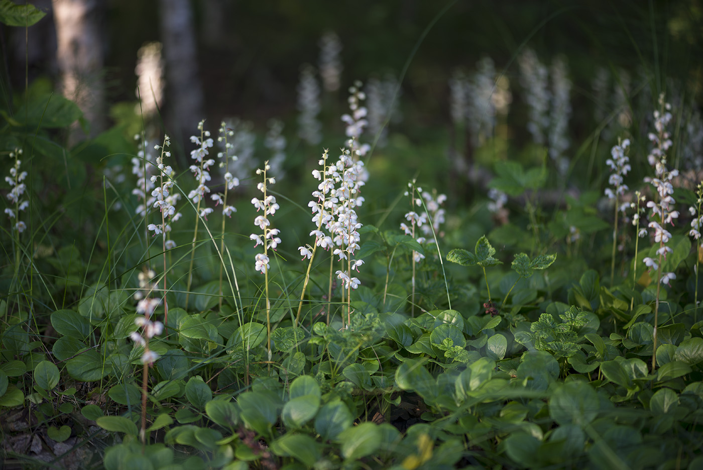 Изображение особи Pyrola rotundifolia.