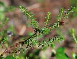 Empetrum nigrum