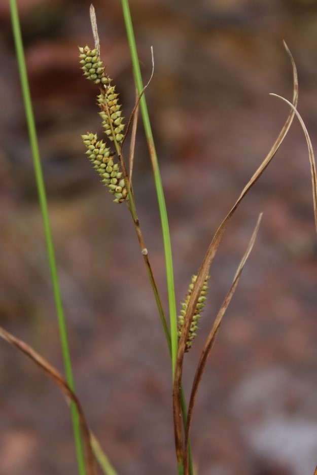 Изображение особи Carex diluta.