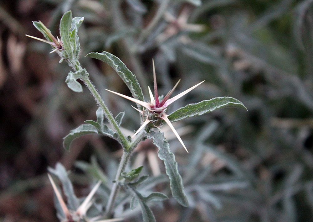 Image of Centaurea iberica specimen.