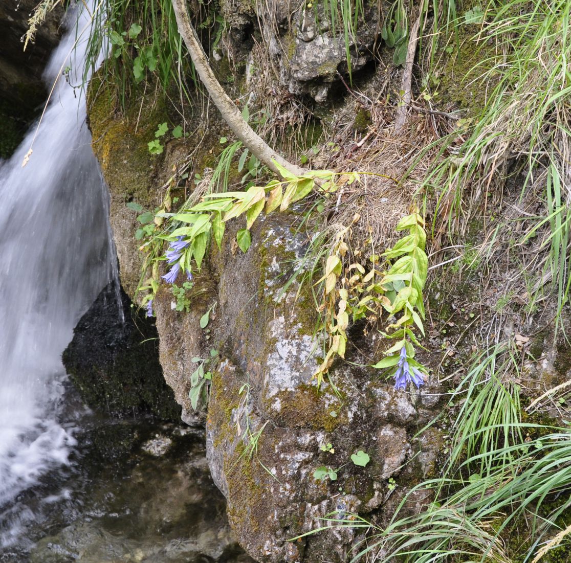 Image of Gentiana asclepiadea specimen.