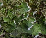 Peltigera aphthosa. Слоевища. Архангельская обл., Соловки, о. Бол. Соловецкий, зеленомошный мелколиственно-еловый лес. 29.06.2017.