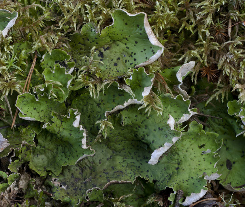 Изображение особи Peltigera aphthosa.