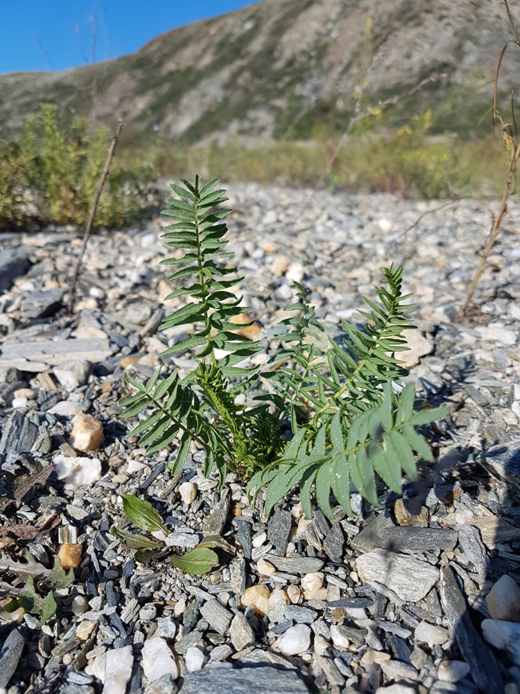 Изображение особи Oxytropis varlakovii.