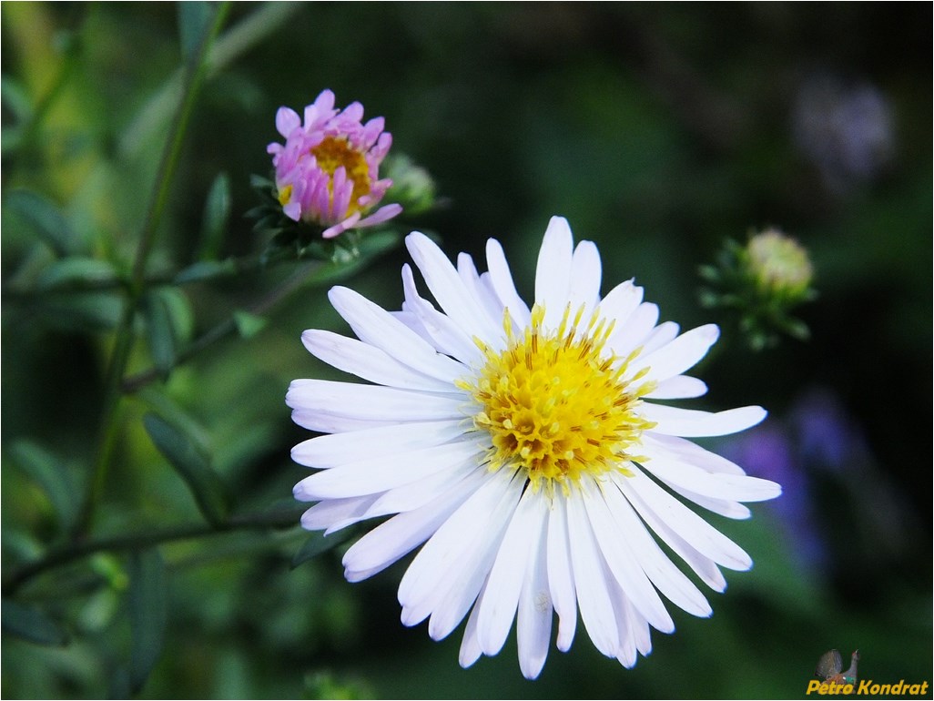 Изображение особи Symphyotrichum novi-belgii.