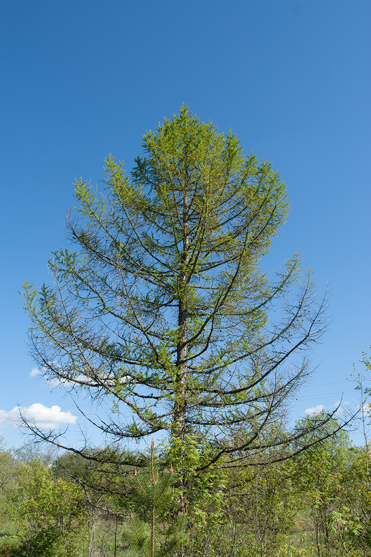 Изображение особи Larix sibirica.