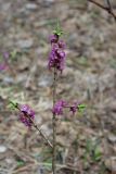 Daphne mezereum