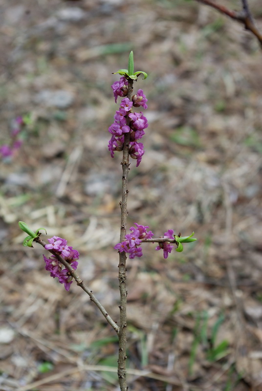 Image of Daphne mezereum specimen.