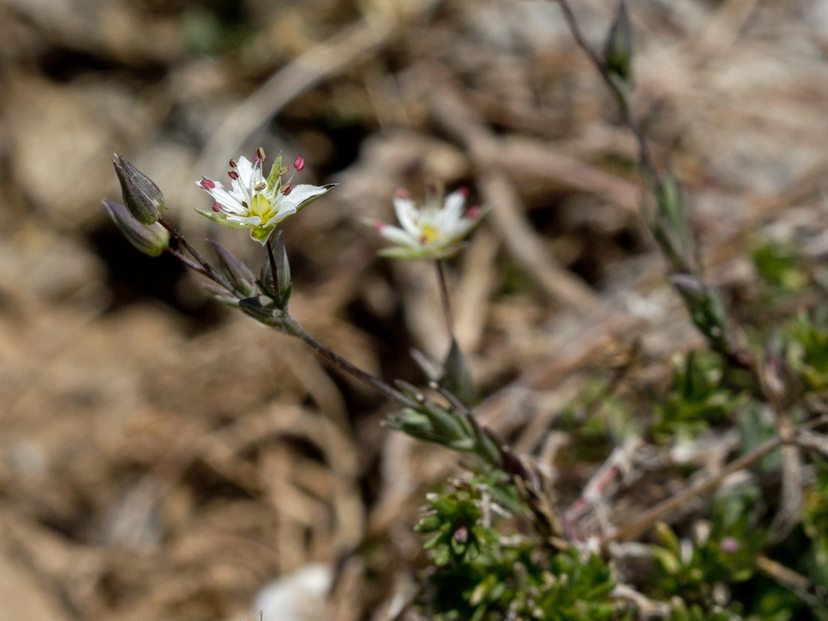 Image of Minuartia attica specimen.