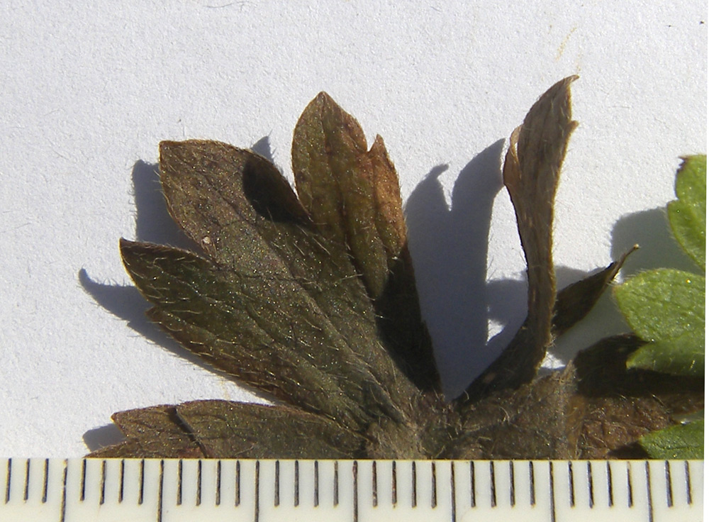 Image of Ranunculus baidarae specimen.