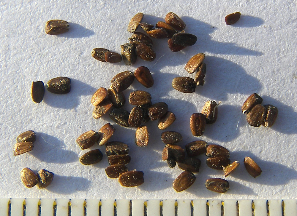 Image of Lycopus europaeus specimen.