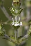 Salvia aethiopis. Соцветие. Южный Казахстан, хр. Боролдайтау, ущ. Кокбулак. 27.05.2008.