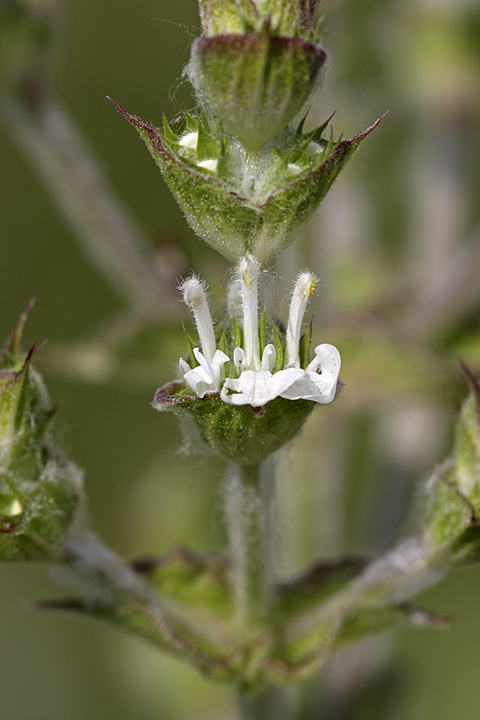 Изображение особи Salvia aethiopis.