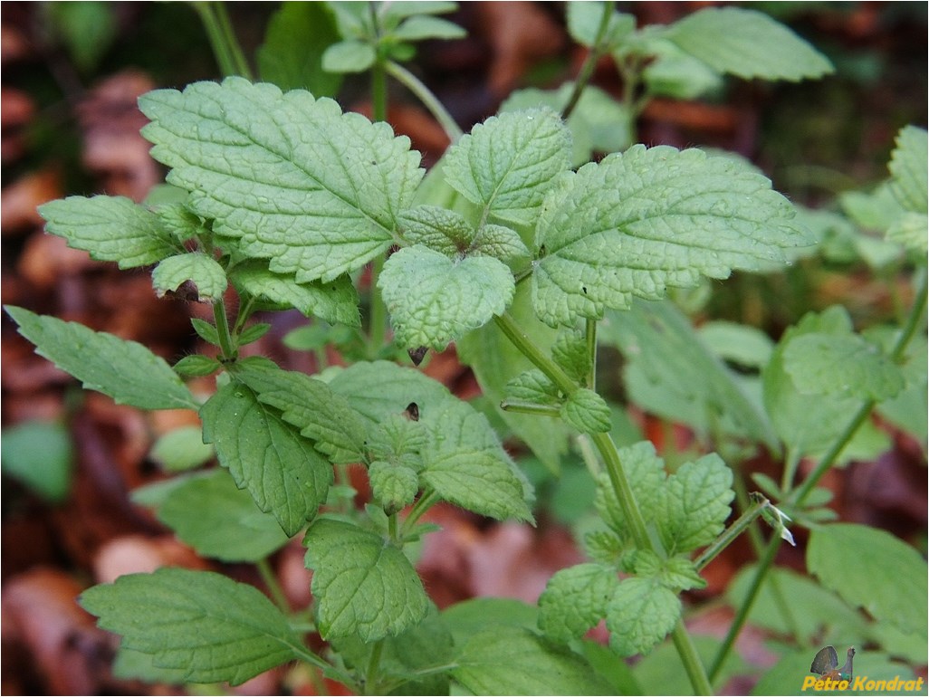 Image of Melissa officinalis specimen.