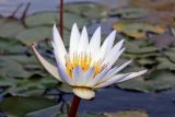 Nymphaea odorata