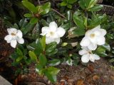 Magnolia grandiflora