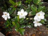 Magnolia grandiflora. Ветвь с цветками. Австралия, г. Брисбен, ботанический сад. 02.12.2017.