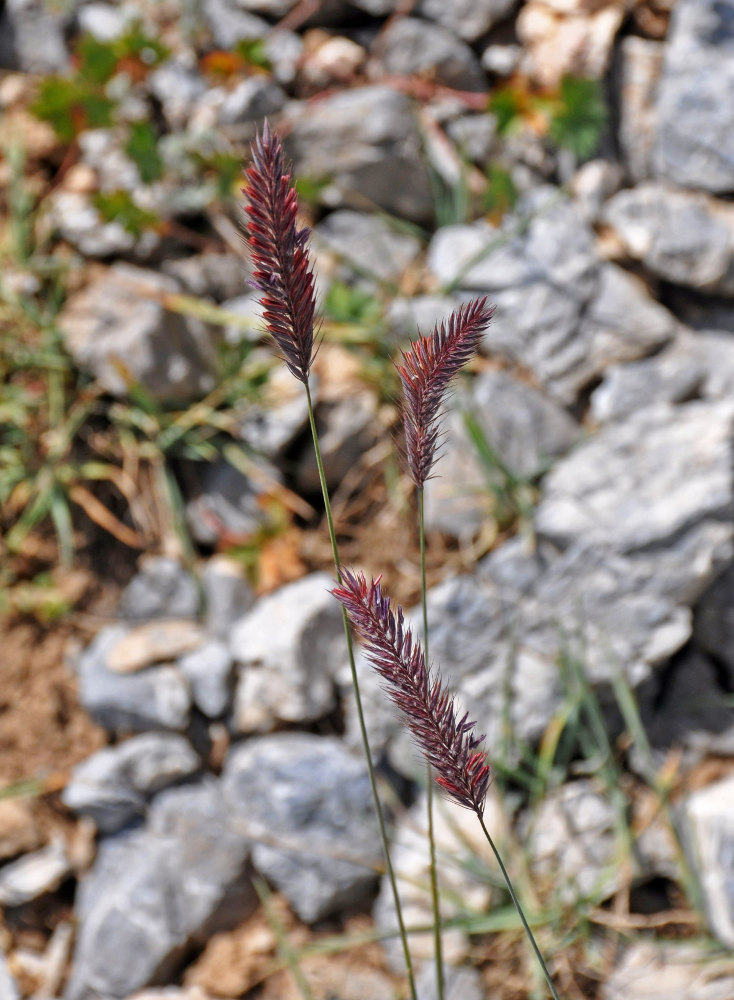 Изображение особи Hordeum turkestanicum.