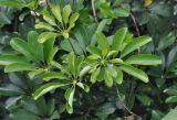 genus Schefflera. Листья. Китай, Юньнань, левый берег р. Янцзы в Ущелье Прыгающего Тигра, 60 м над уровнем реки. 27 октября 2016 г.