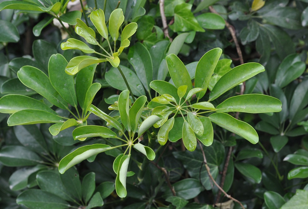 Image of genus Schefflera specimen.