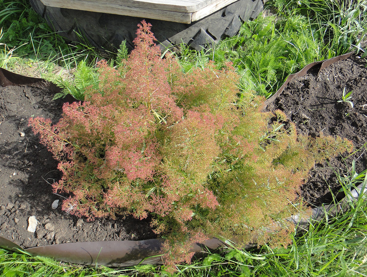 Изображение особи Teloxys aristata.