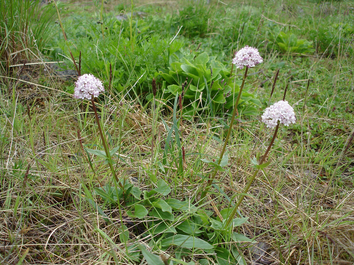 Изображение особи Valeriana capitata.