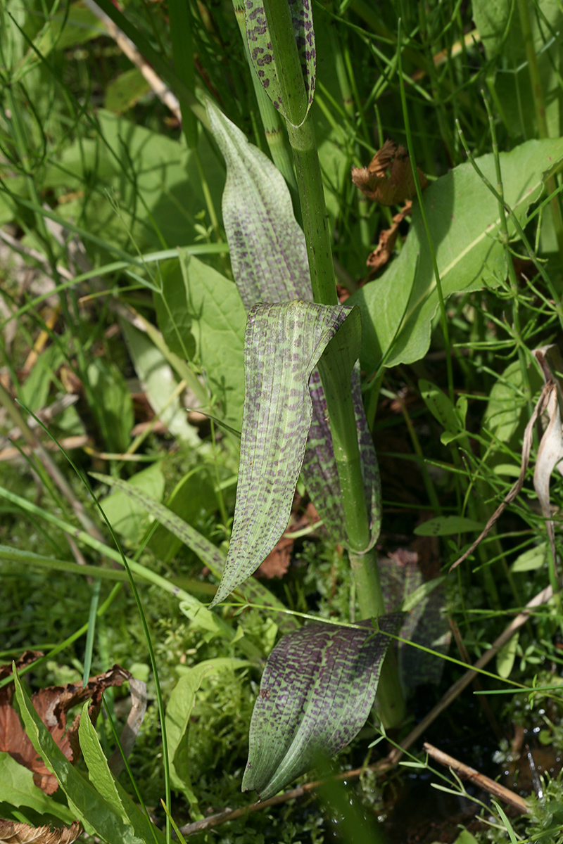 Image of Dactylorhiza baltica specimen.