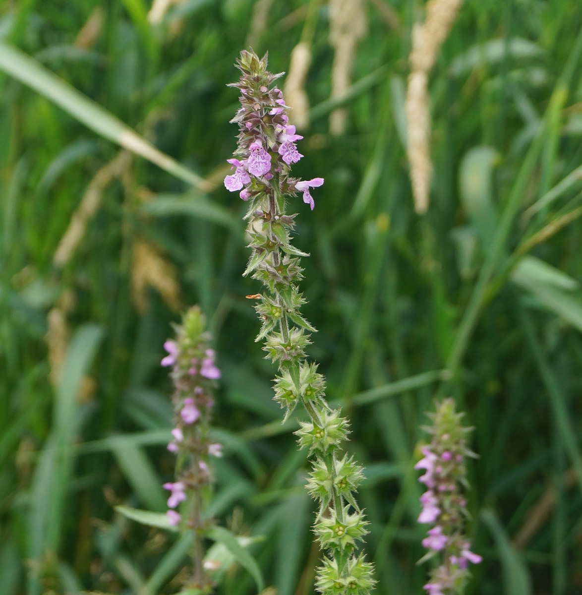 Изображение особи Stachys palustris.