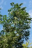 genus Fraxinus