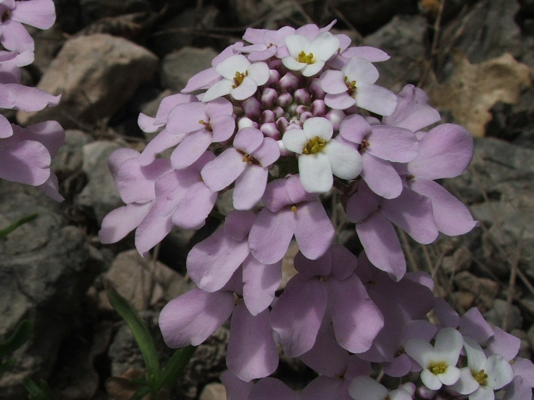Image of Iberis simplex specimen.