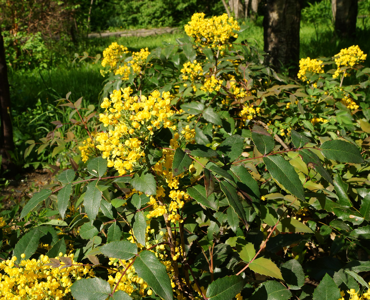 Изображение особи Mahonia aquifolium.