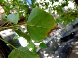 Populus italica. Повреждённый лист (вид с обратной стороны). Волгоград, Красноармейский р-н, ул. Фадеева, в культуре. 17.08.2017.