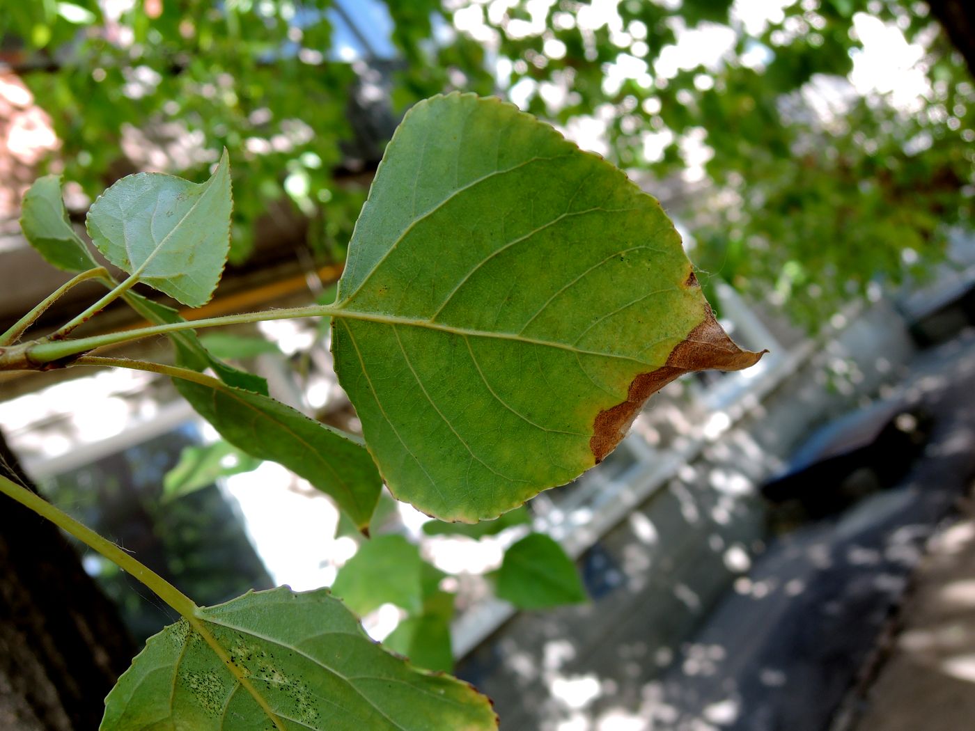 Image of Populus italica specimen.