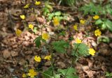 Ranunculus lanuginosus