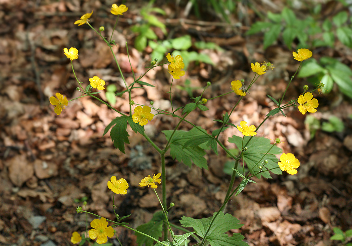 Image of Ranunculus lanuginosus specimen.