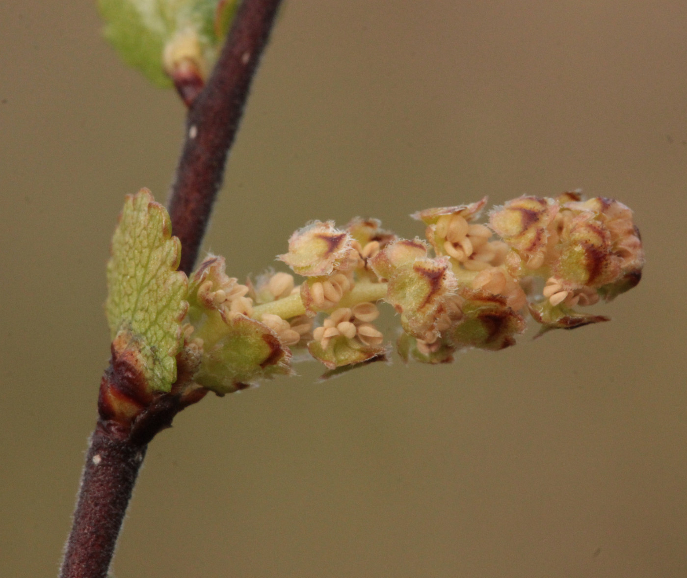 Image of Betula nana specimen.