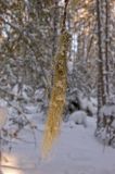 Usnea dasopoga