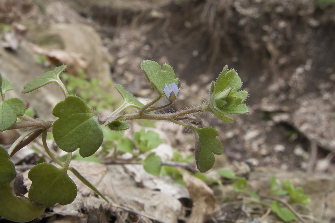 Image of Veronica sublobata specimen.